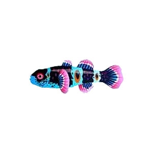 Turquoise Bumblebee Goby